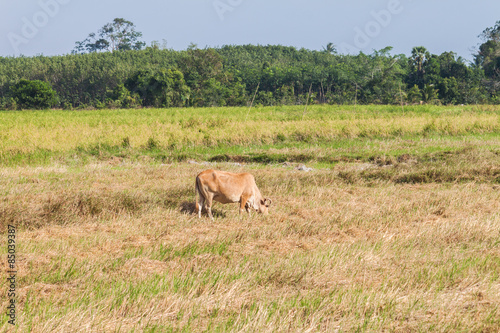 Cow eating grass © hadkhanong