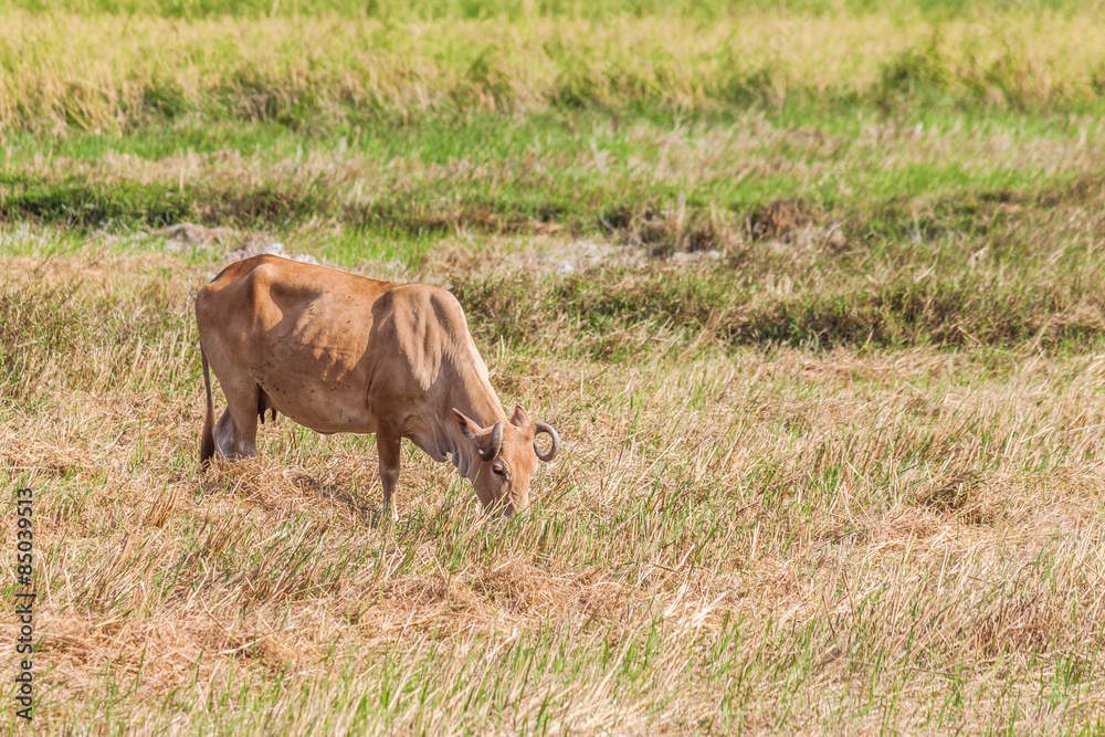 Fototapeta premium Cow eating grass