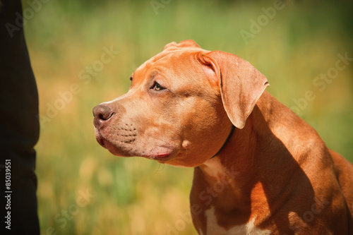 Portrait of a puppy on the nature close up. Pitbull. 4 months of age.