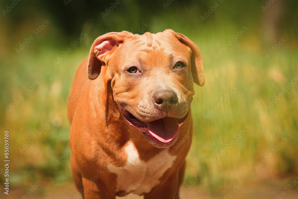 Portrait of a puppy on the nature close up. Pitbull. 4 months of age.