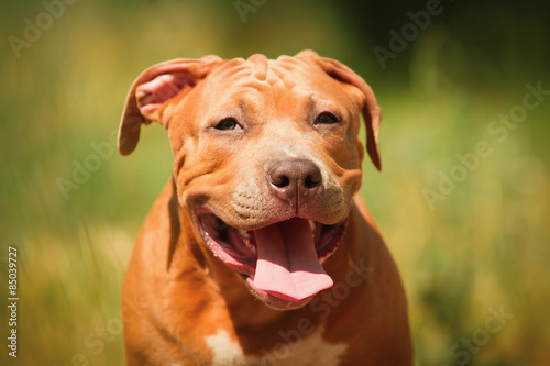 Portrait of a puppy on the nature close up. Pitbull. 4 months of age.