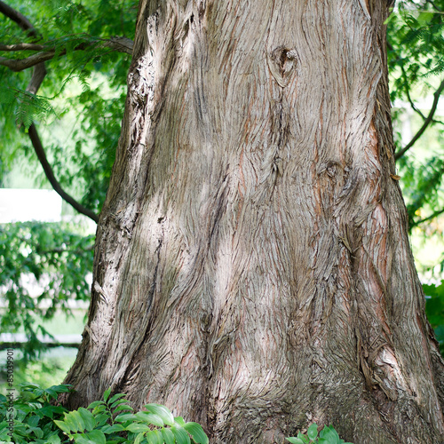 Metasequoia glyptostroboides ( Urweltmammutbaum) Rinde