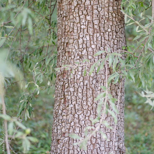 Pyrus salicifolia ( Weidenblättrige Birne) Rinde