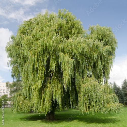Salix alba 'Tristis' (Trauerweide)