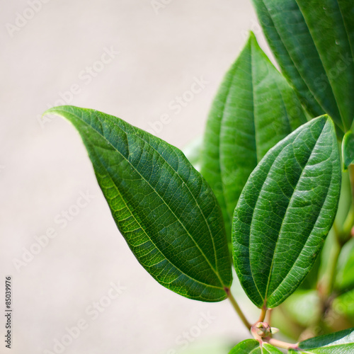 Viburnum davidii (Gewöhnlicher Schneeball) Blatt