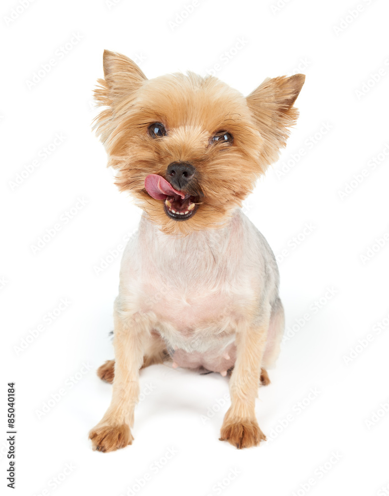 Licking dog Licking dog