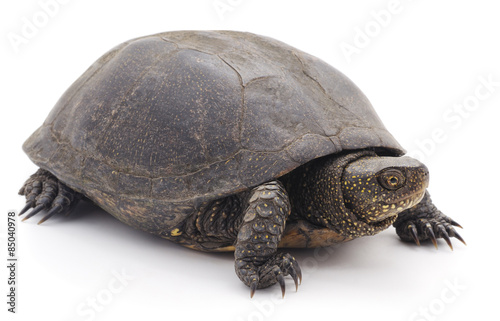  Large turtle.