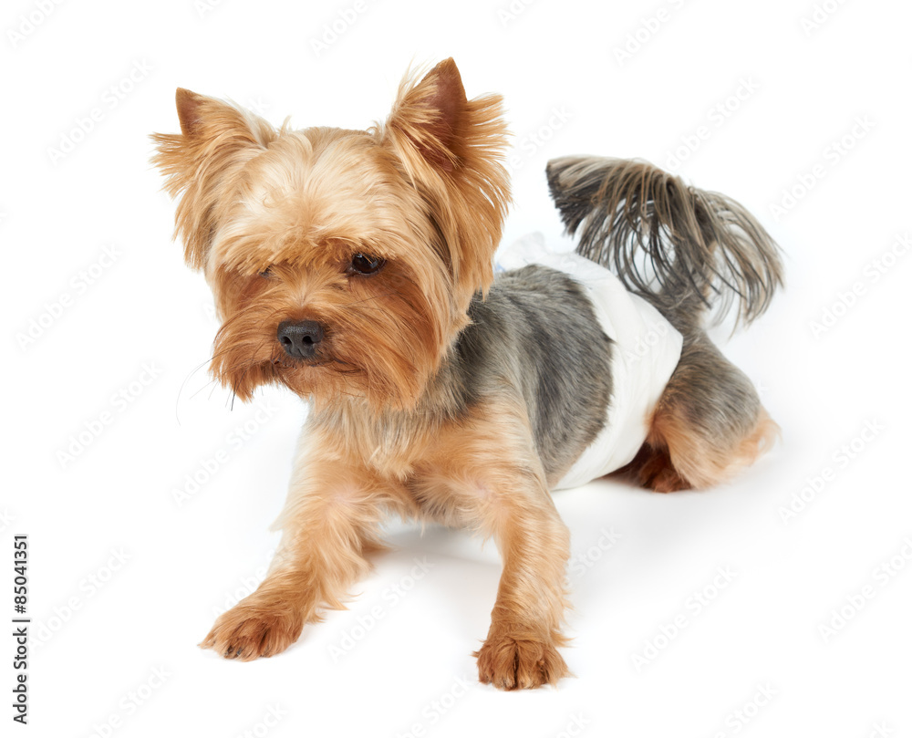 Male dog in diapers Male dog in diapers