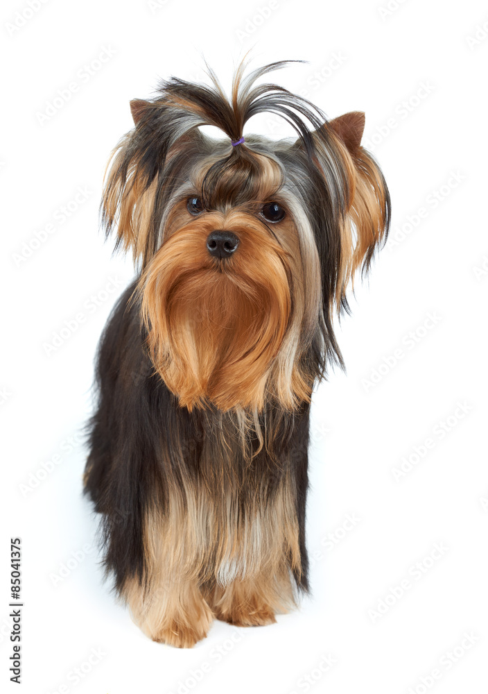Dog with elegant top knot Dog with elegant top knot