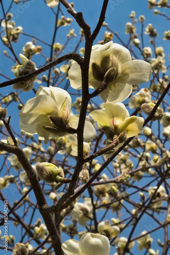 blooming white magnolia flowers in spring garden closeup