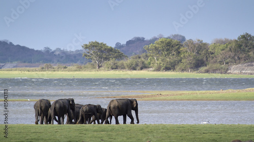 Wild Asian elephant in Minneriya national park, Sri Lanka photo