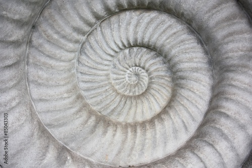 Ammoniten-Relief photo