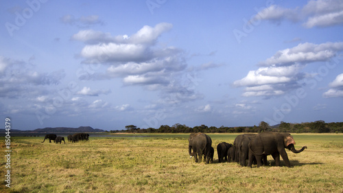 Asian elephant in Minneriya  Sri Lanka