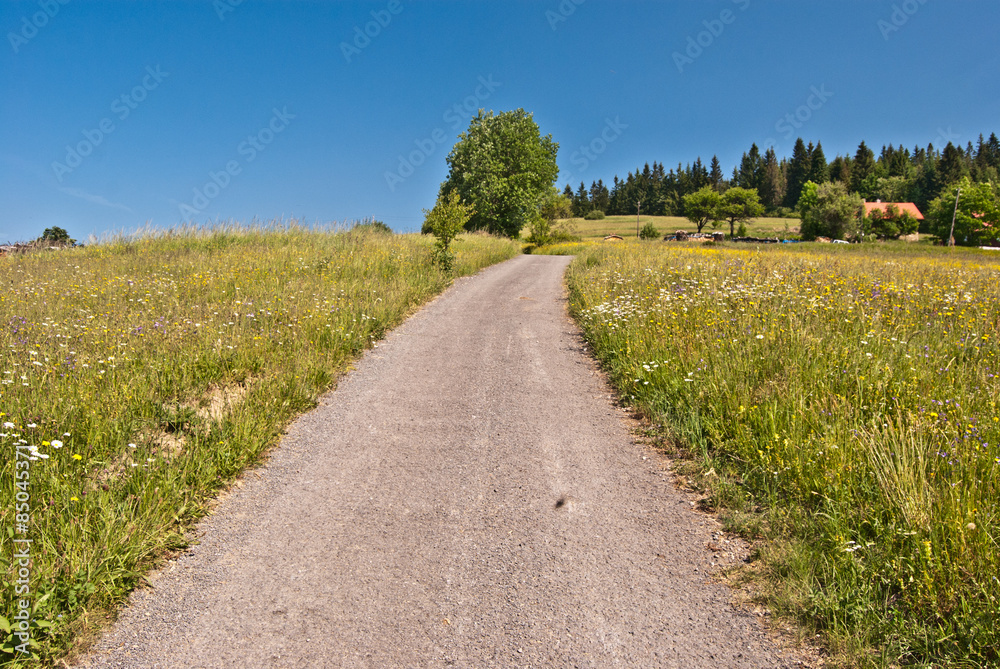 road, meadow, isolated tree and isolated houses in Slezske Beskydy mountains