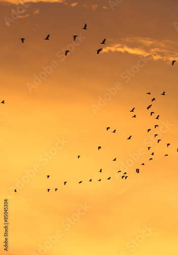 Silhouettes of flying birds with sunset sky and cloud