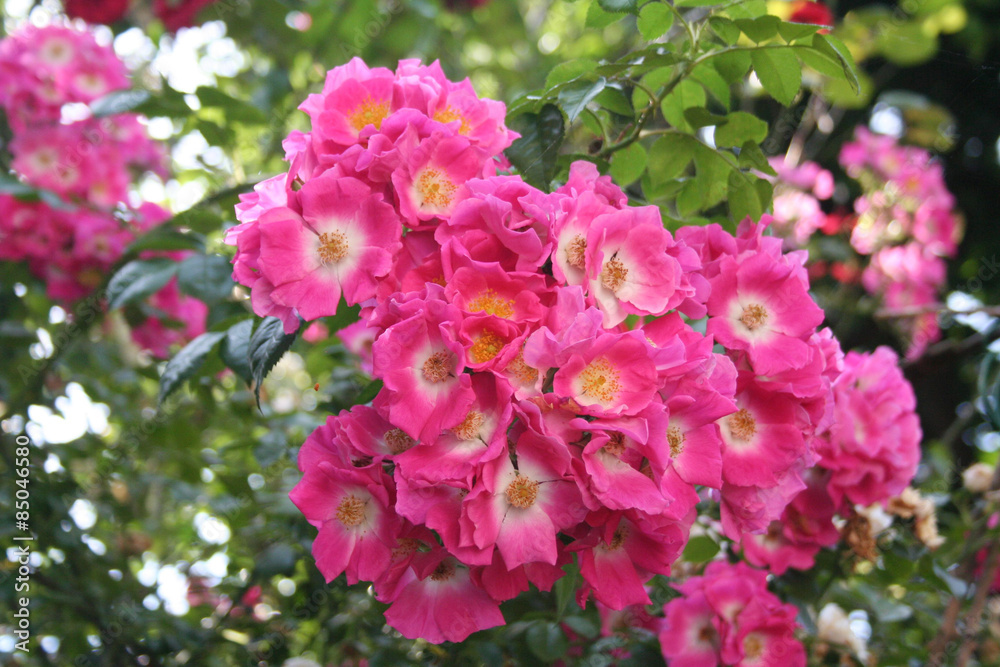 rosa rampicante in fiore_ giardino rosa rampicante in fiore_ giardino