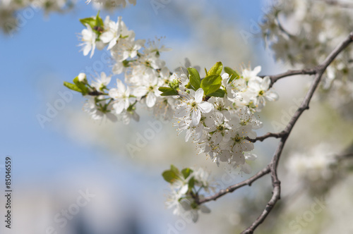 A branch of cherry blossoms large