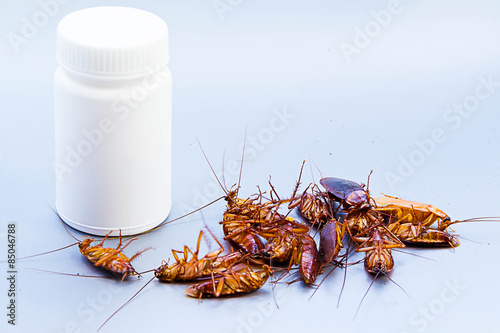 Cockroach on the table with plastic cans.