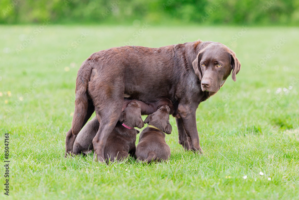 Brown labrador retriever mother with her litter of puppies