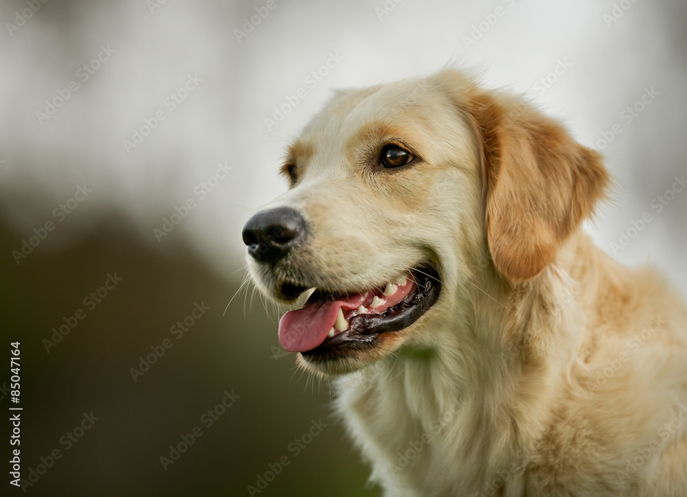 Golden retriever dog on sunny day Golden retriever dog on sunny day