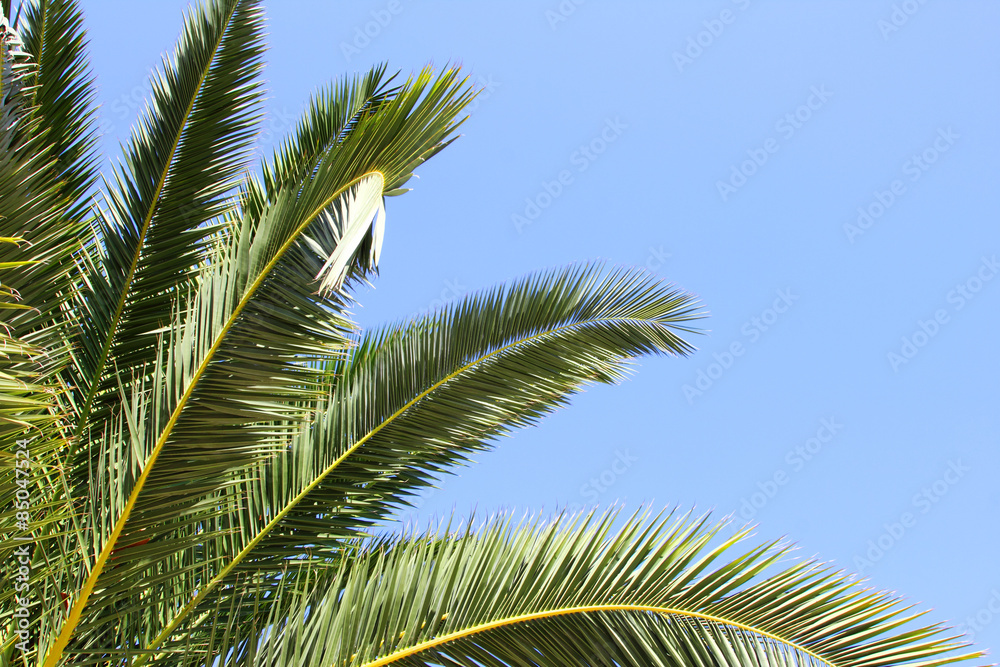 The leaves of the palm tree