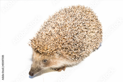 Hedgehog on white background. Small mammal with spiny hairs on its back and sides.