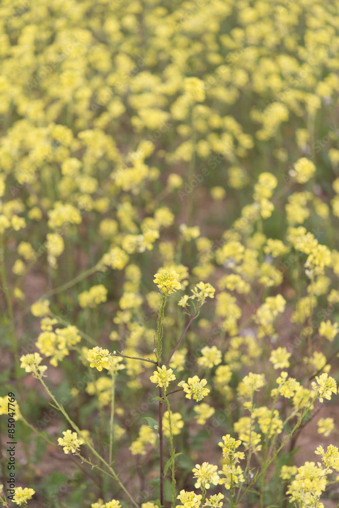 Fototapeta premium Yellow flowers blossoming in spring time, natural background