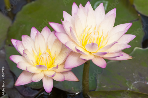 Close up of two pink water lilies