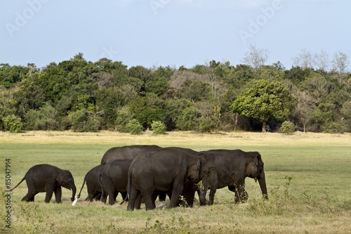 Asian elephant in Minneriya  Sri Lanka
