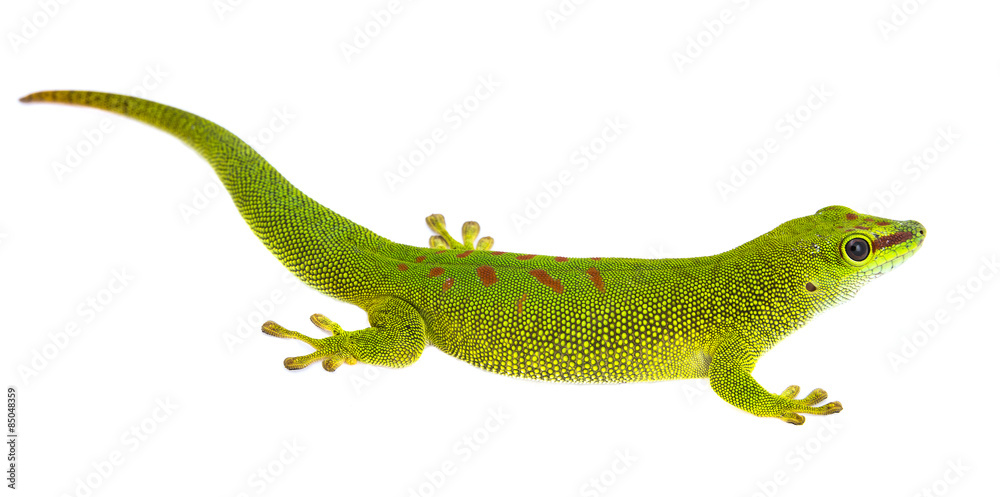 Phelsuma madagascariensis - gecko isolated on white Phelsuma madagascariensis - gecko isolated on white