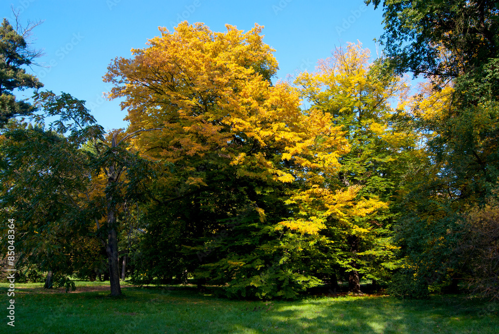 Naklejka premium Yellow Tree in Park