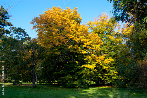 Fototapeta Naklejka Na Ścianę i Meble -  Yellow Tree in Park