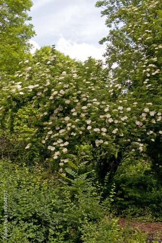 Fototapeta Naklejka Na Ścianę i Meble -  Fresh Elderflower in garden