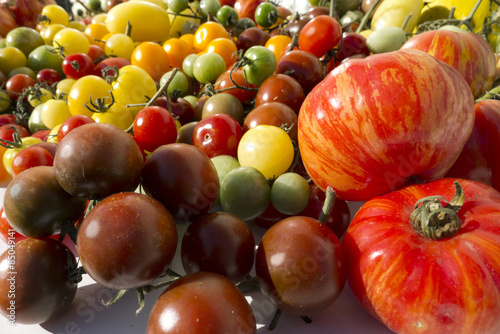 variety of colored tomatoes