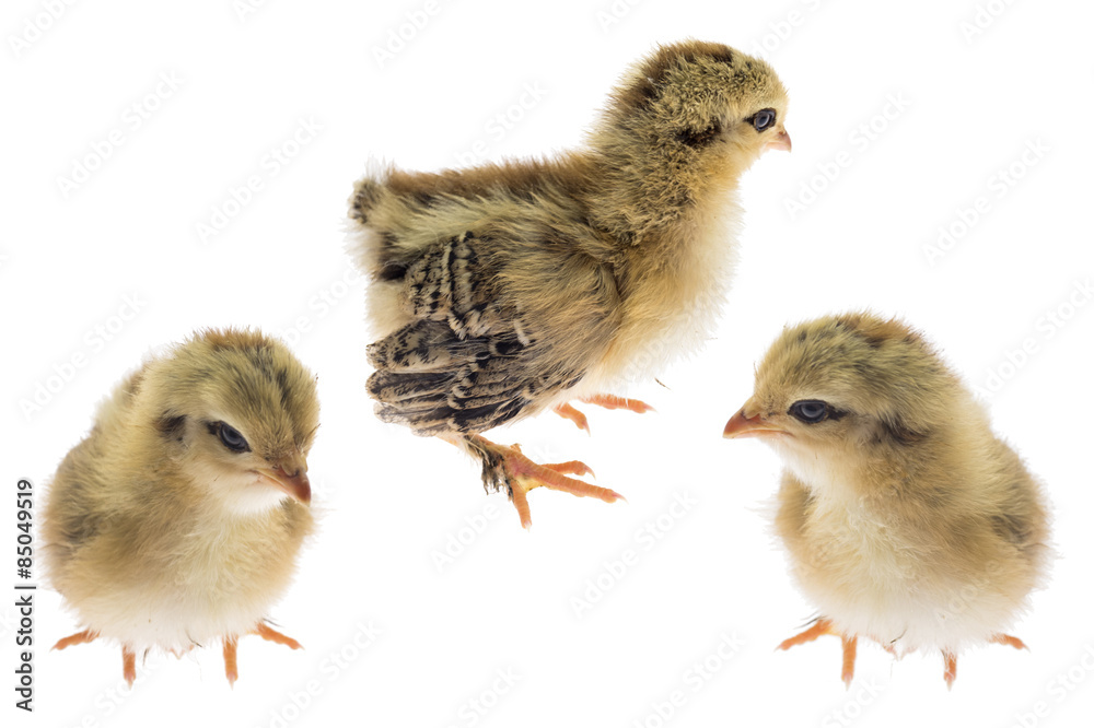 Fototapeta premium chick chicken