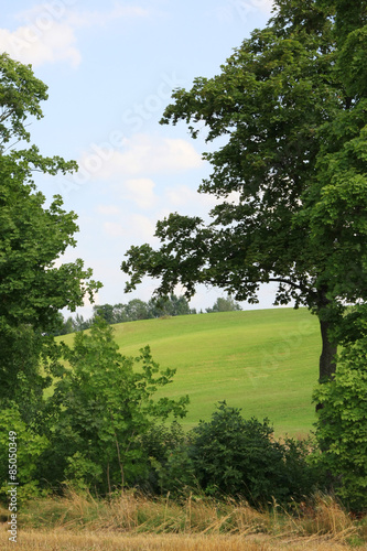Green field between trees.