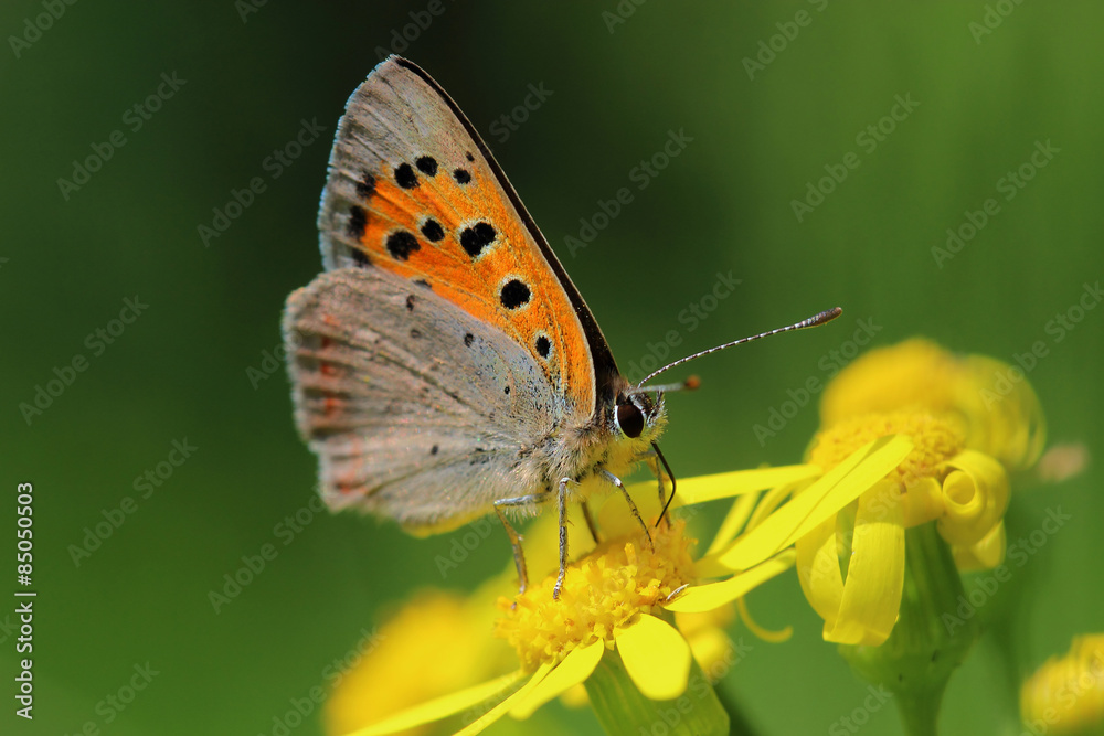 Butterfly - Small Copper (Lycaena phlaeas) on the meadow Butterfly - Small Copper (Lycaena phlaeas) on the meadow