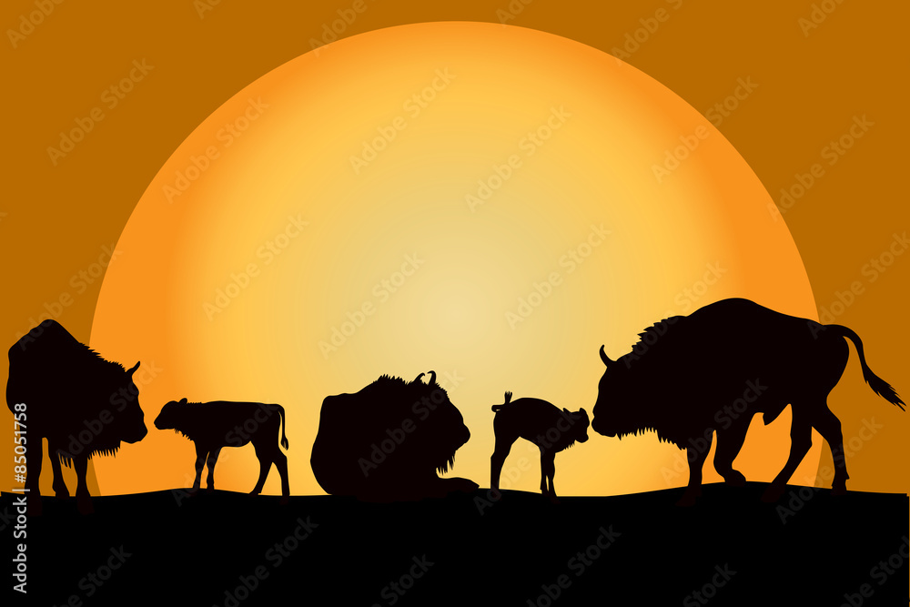 Bisons family at sunset