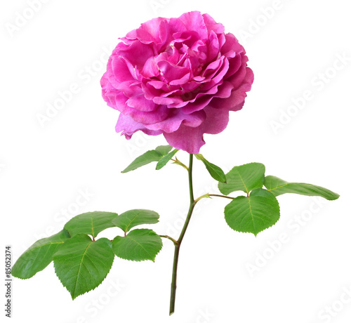 yves piaget rose isolated on white background