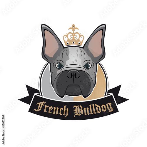 französische bulldogge photo