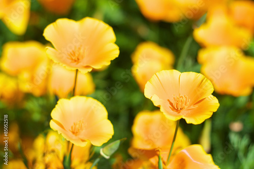 California poppy