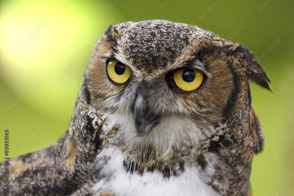 Obraz premium Great Horned Owl