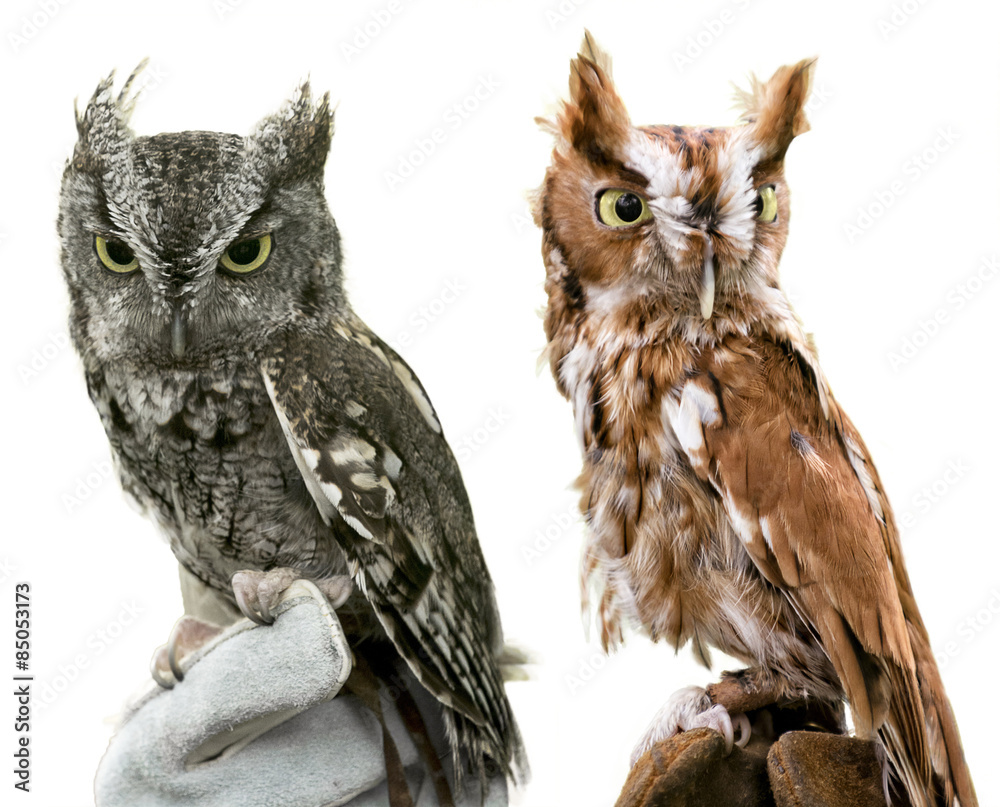 Fototapeta premium Eastern Screech Owls Isolated