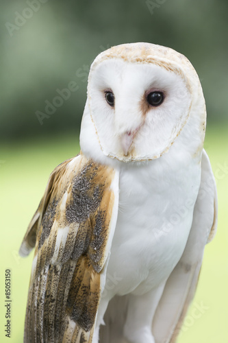 Barn Owl © Michael Shake
