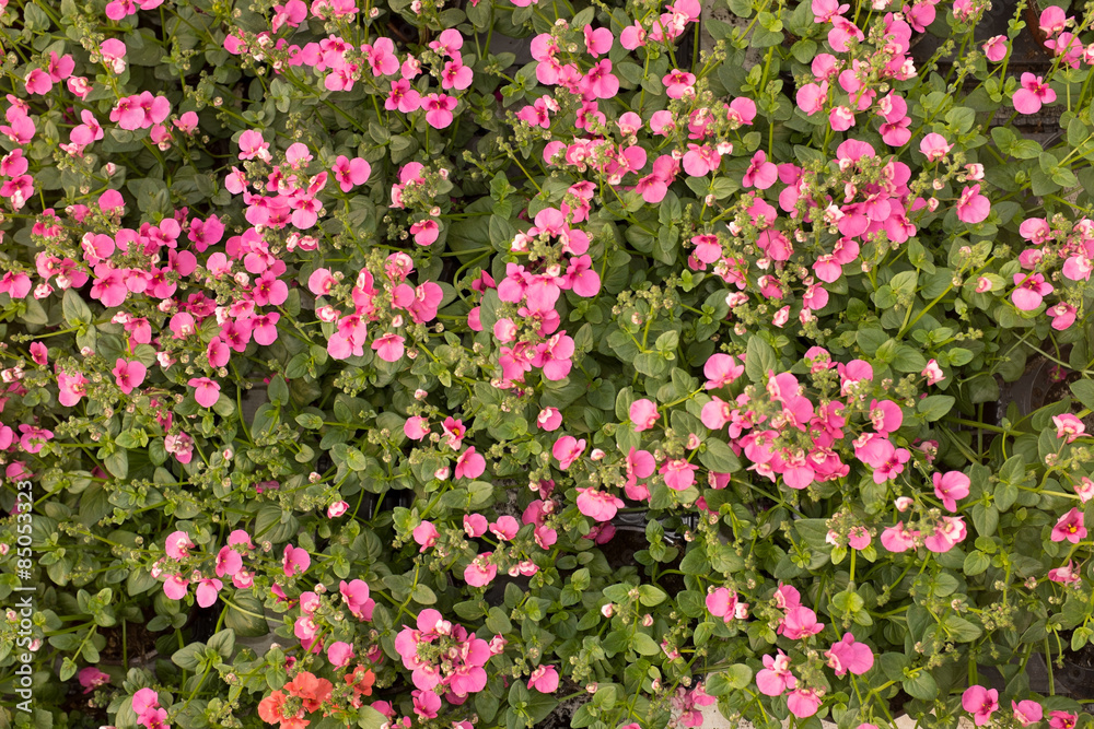 Fototapeta premium Plant pots and flowers pots in a big market garden