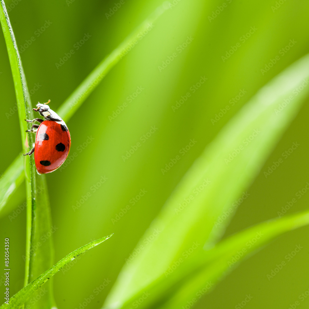 Ladybug on Grass Over Green Bachground Ladybug on Grass Over Green Bachground