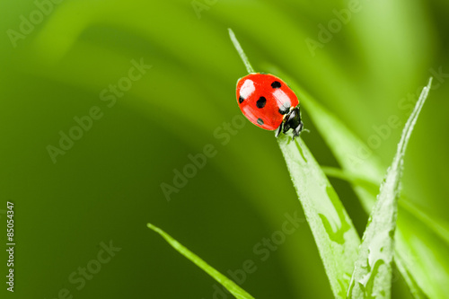 Ladybug running along on blade of  green grass