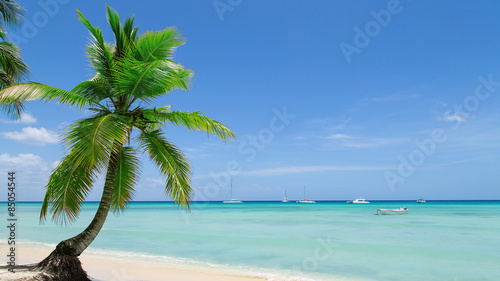 nat  rlicher Strand mit einer Palme in der dominikanischen Republik