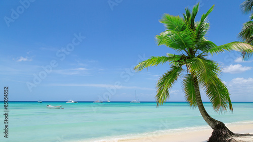 nat  rlicher Strand mit einer Palme in der dominikanischen Republik