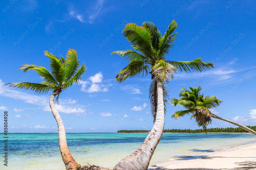 natürlicher Strand mit Palmen in der dominikanischen Republik